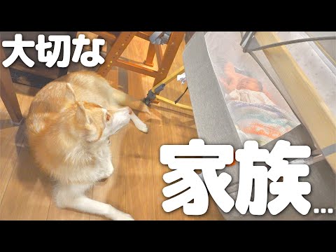 赤ちゃんに襲い掛かっていたハスキー犬に心の変化がありました・・・