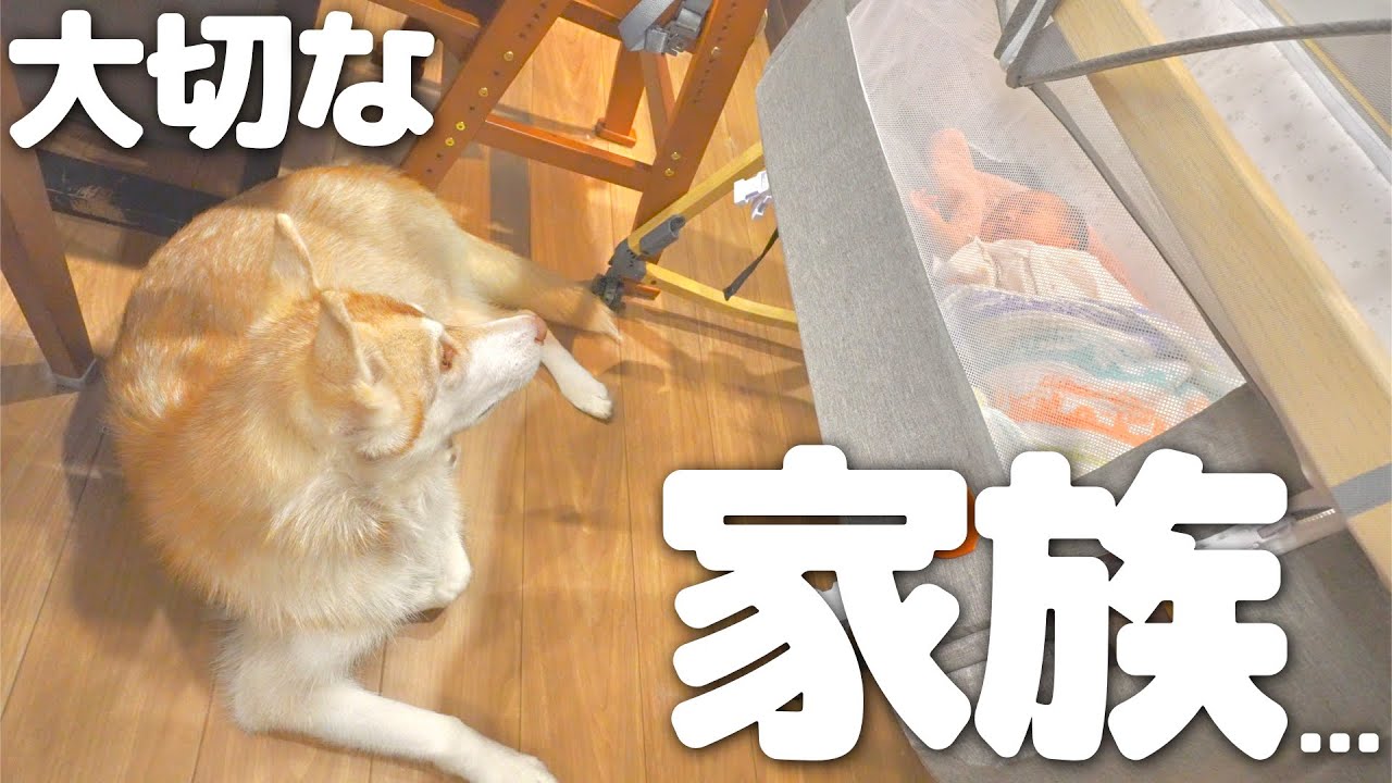 赤ちゃんに襲い掛かっていたハスキー犬に心の変化がありました・・・