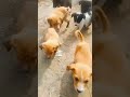 new song......🐕🐕🤗😍🥰🥰🥰.