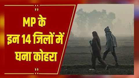 MP Weather : MP के 14 जिलों में घना कोहरा, पचमढ़ी सबसे ठंडा, भोपाल-इंदौर में पारा गिरा
