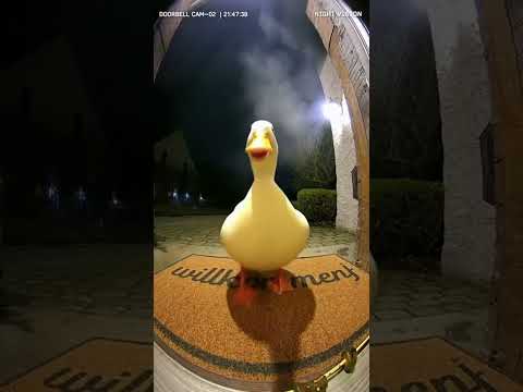 funny reaction by daffy duck #viral #funny #shorts