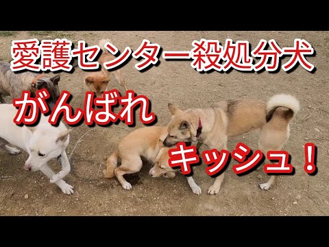 愛護センター殺処分犬 キッシュ頑張れ！Dog Rescue A&R