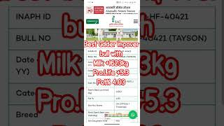 HF-40421 TAYSON Full Details Hindi l NDDB SAG Premium HF Bull #HFBull #DairyFarming #NDDB #SAG