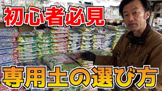 専用土選びのポイントは〇〇です！！！【カーメン君】【園芸】【ガーデニング】
