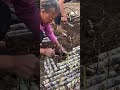 Sugarcane planting #Rural Life
