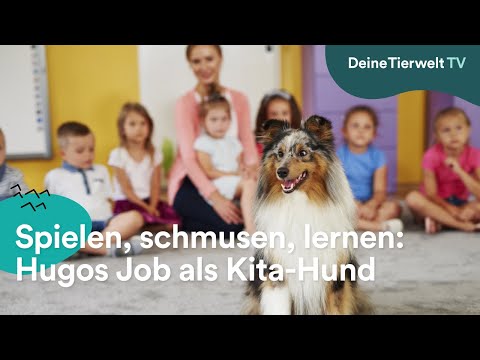 Video: Wie man Hundehütten hilft, wenn Sie nicht annehmen können