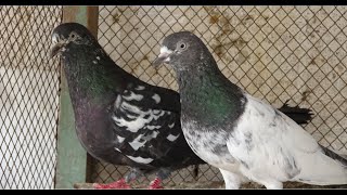 Highflyer Pigeon Breeding Setup Visit of Shahzad Bhai in  Urdu/Hindi.