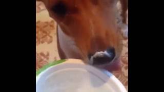 #Басенджи ням-ням йогурт ) . #Basenji eating yogurt ) . #Басенджи ням-ням йогурт ) . #Basenji eating yogurt ) .
