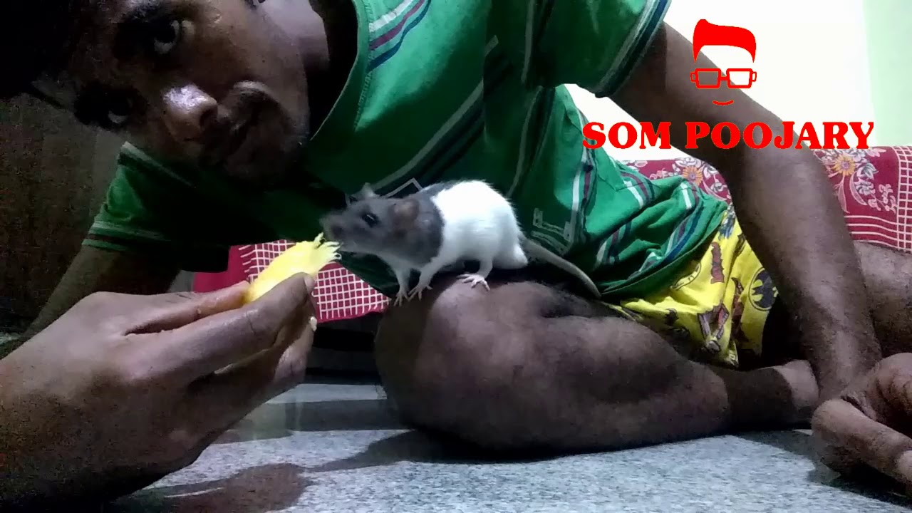 Pet Hooded Rat Feeding Pet Hooded Rat Feeding | Pet India