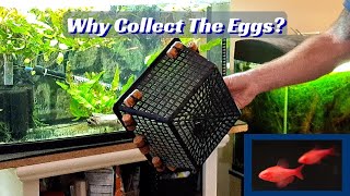 Breeding Egg Scattering Fish Without Collecting The Eggs.