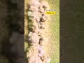 Ukrainian Soldiers Deploy Mine-Clearing Robot #warinukraine #ukraine #military