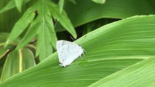 ウラジロミドリシジミ/Favonius saphirinus 小樽市銭函 2018/07/11 Zenibako Otaru Hokkaido, Butterfly of Japan