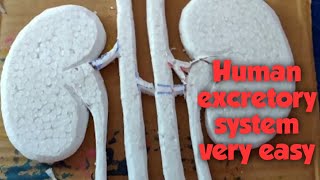The Human Excretory System Science Model