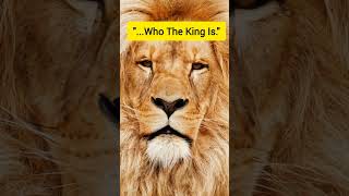 🦁 A Lion Never Explains Who The King Is 👑 | Lion Mindset #onelesson #motivation #shorts