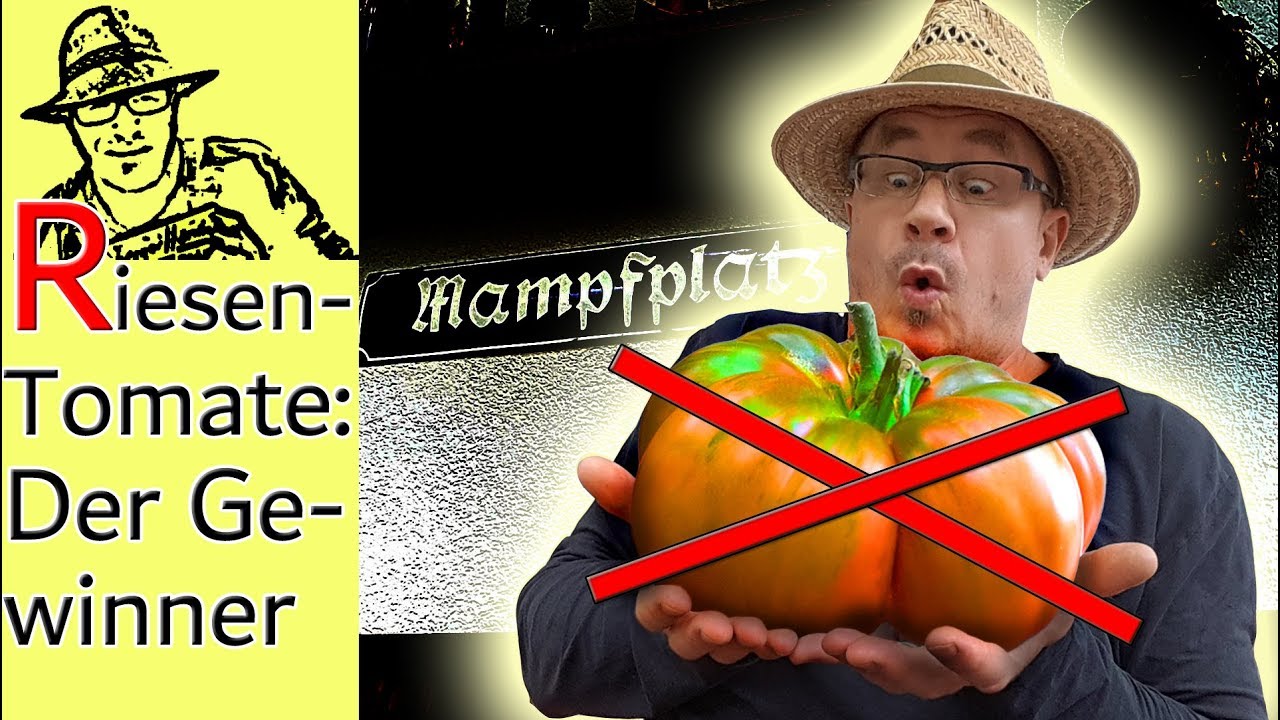 Die schwerste Tomate Deutschlands - Tomatenchallenge 2018 🍅😮 