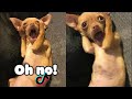 Cute TikTok Pets that Will 100% Make your Day| What&#39;s Fun In Tiktok #19 #shorts