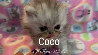 Coco a 4 Week Old Flat Face Silver Tiger!