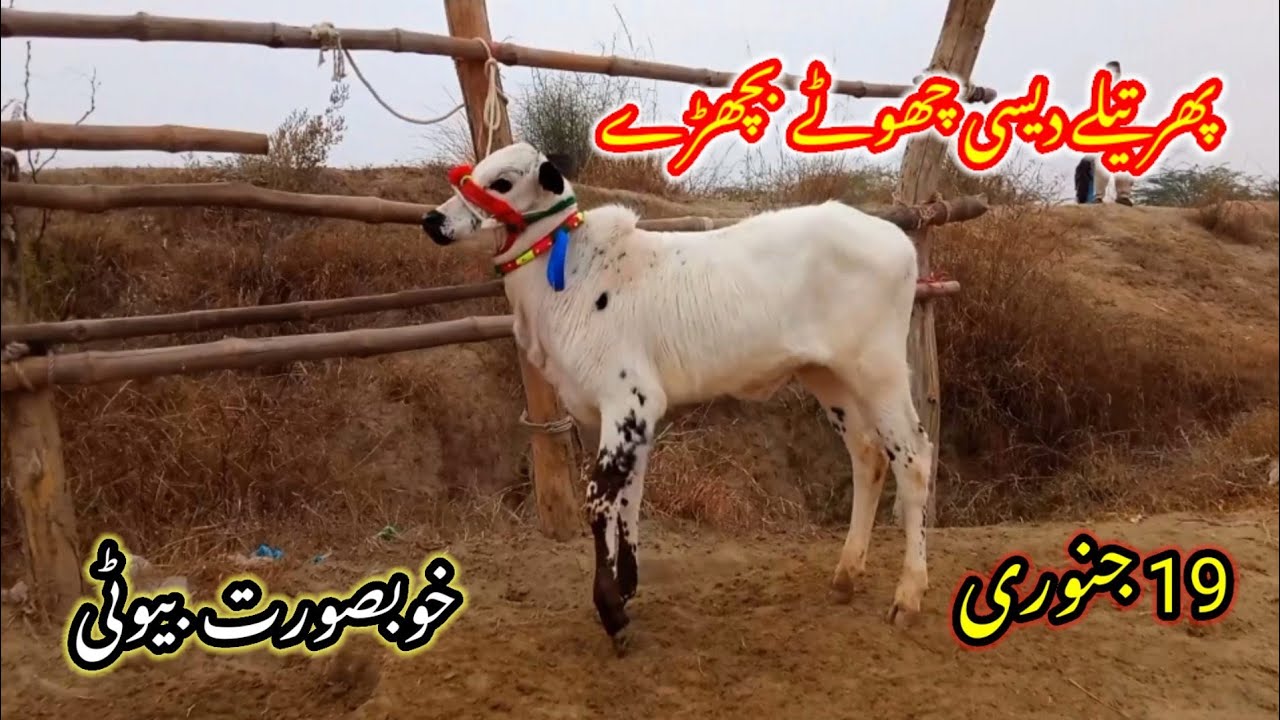 beautiful dhani dasi  Miy breed cow calf rates in Talagang Mandi new update/Fated Jang Bulls rates/