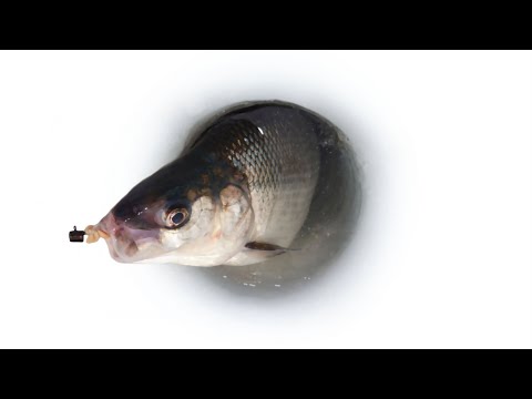Ловля сига зимой