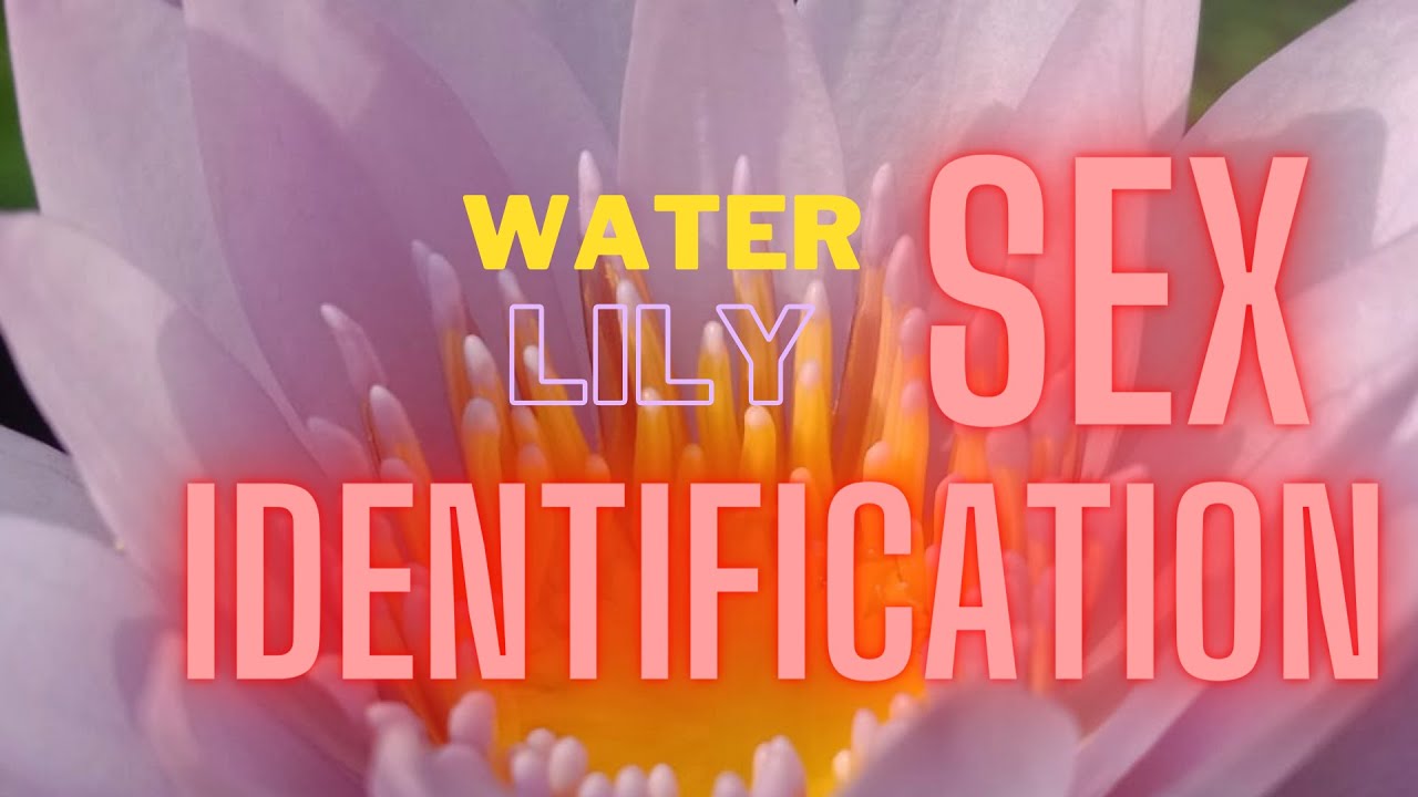 Water lily Gender Identification Pollination Nymphaea Biology