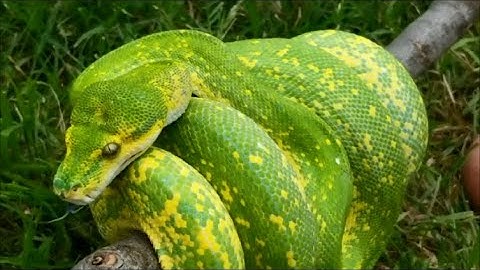 Green Tree Python - INTRODUCTION AND MATING - BIAK X CYCLOPS