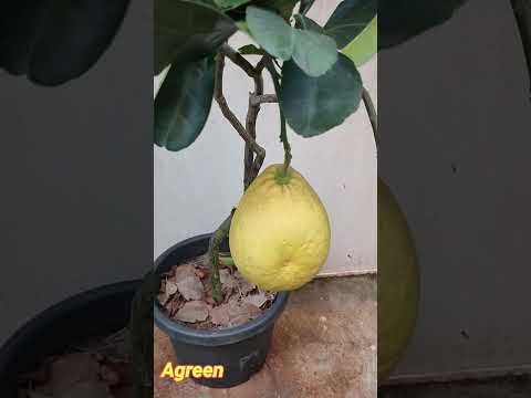 A small pot