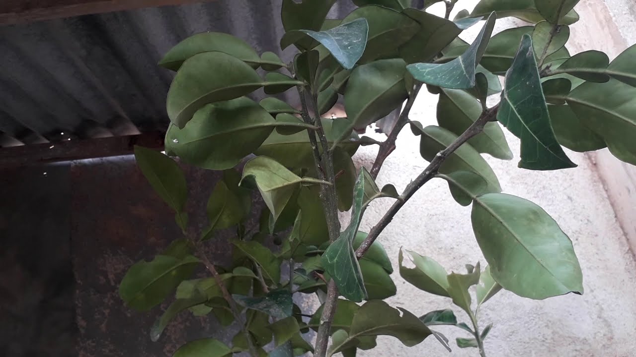 Pohon Jeruk Bali Dalam Pot 