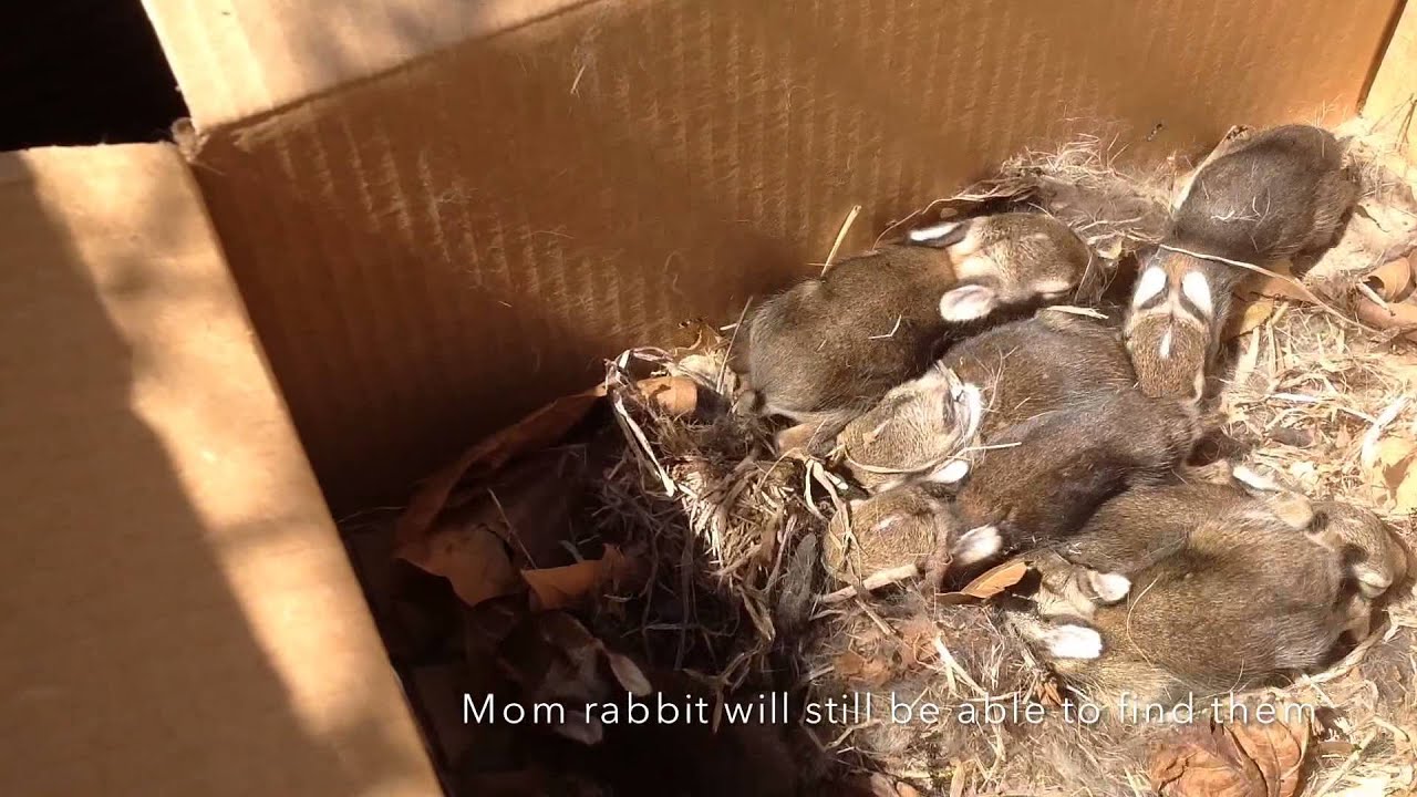 Baby Bunny Nest Covered In Ants... So We Moved It YouTube