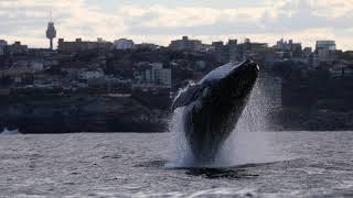 Spectacular Video Shows Whales Breaching off Bondi Beach