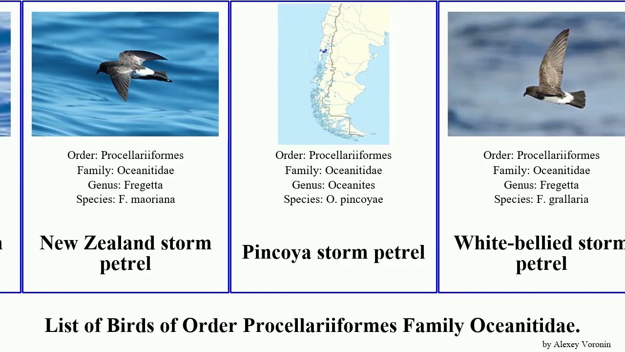 Birds of Order Procellariiformes Family Oceanitidae storm petrel