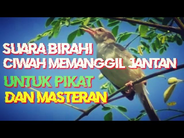 Pikat jitu dan pancingan ciblek sawah/ciwah / prenjak klik betina  memanggil jantan yang macet class=