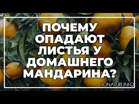 Почему опадают листья у домашнего мандарина? | toNature.Info