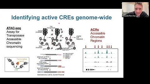 The molecular effects of cis-regulatory diversity at single-cell resolution