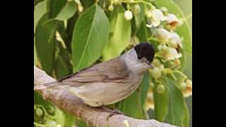                                               صوت عصفور التين   معدل    ٢  سمعها