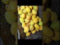 mango 🥭🥭🥭😋#short video#@Annapurna home food pickles