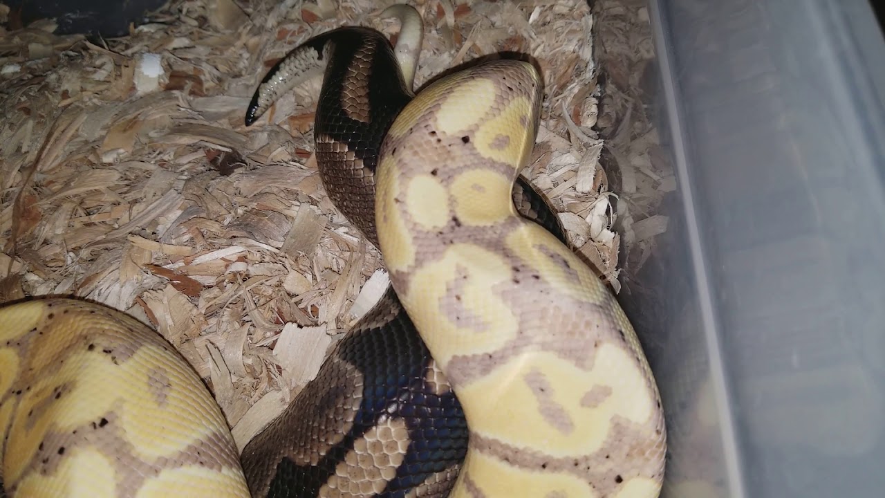 pythons for sale Quick update