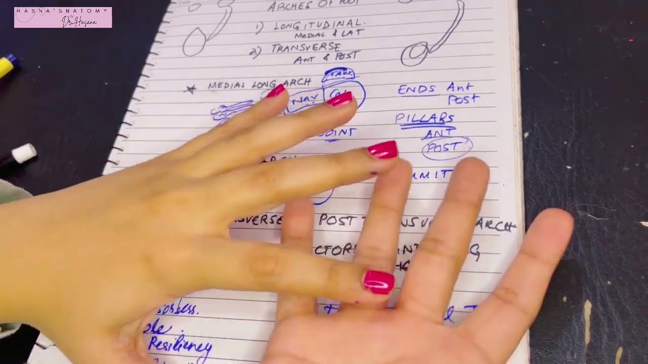 Arches of Foot | Intersegmental Ties | Tie Beams | Slings | Functions