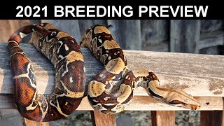 2020 Locality Boa Constrictor Breeding Recap and 2021 Breeding Preview