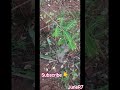 காட்டு நெல்லிக்காய் #gardening #gardeningtips #amla #organicfarming #organic #trendingshorts