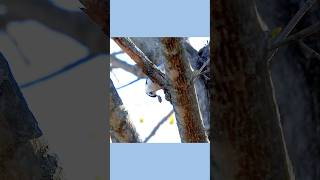 Nuthatch found big bug hiding #stompintomconnor #thebugsong