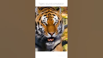 Thumbnail of Tigers make a range of sounds including growling, roaring, moaning and chuffing #meow#wildkingdom 