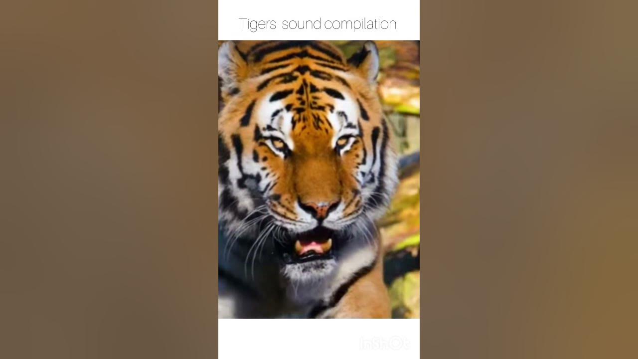 Tigers make a range of sounds including growling, roaring, moaning and chuffing #meow#wildkingdom