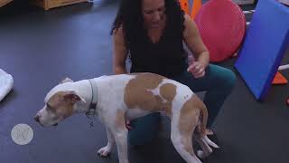 Weight Shifting: A Easy but Vital Exercise for Hind End Strength and Coordination
