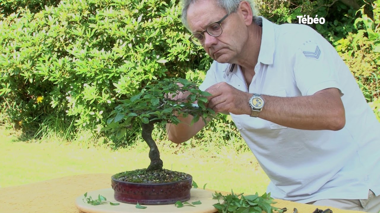 Découverte de l'art du bonsaï YouTube