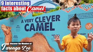 A Very Clever Camel - 9 Interesting Facts About Camel Taronga Zoo, Sydney Australia Toys School
