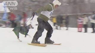 愛犬とペアで競うスキー大会　栃木・那須塩原市(15/02/23)