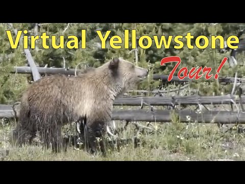 Fishing Bridge To Yellowstone's East Entrance - plus grizzly bears! Virtual Yellowstone Tour!