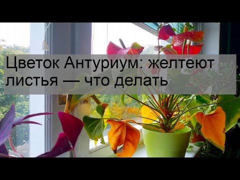 Цветок Антуриум: желтеют листья — что делать