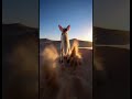 🦊 The Fennec Fox of the Sahara: Desert Survival at Night 🌙🏜️