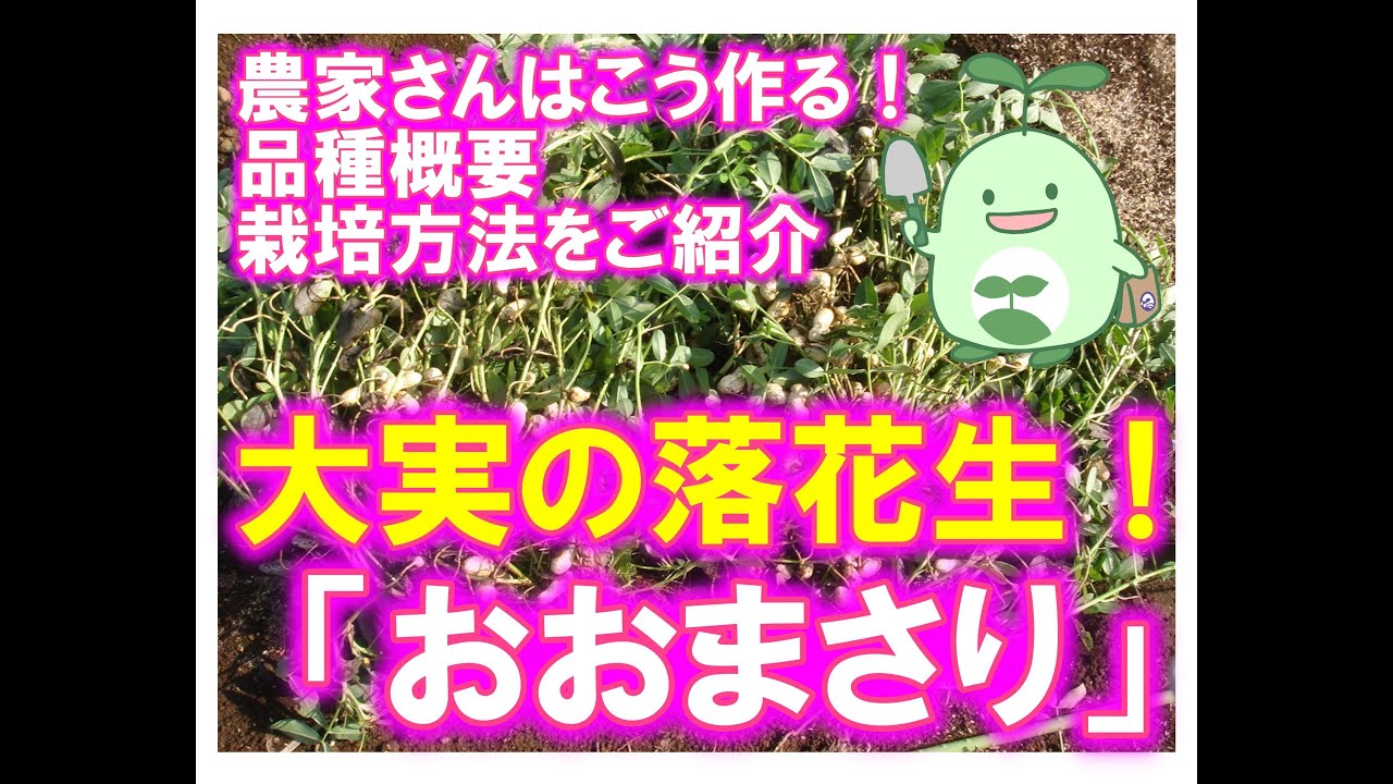 落花生品種 Cnap